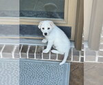 Small Photo #4 Great Pyrenees-Unknown Mix Puppy For Sale in The Woodlands, TX, USA
