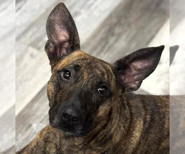 Medium Photo #1 Plott Hound-Unknown Mix Puppy For Sale in Yardley, PA, USA