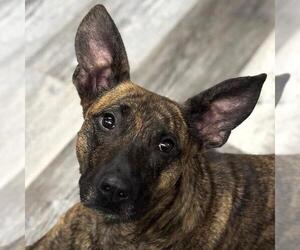 Plott Hound-Unknown Mix Dogs for adoption in Yardley, PA, USA