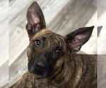 Small Plott Hound Mix