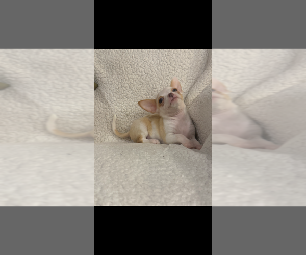 Medium Photo #2 Chihuahua Puppy For Sale in SHERMAN, TX, USA