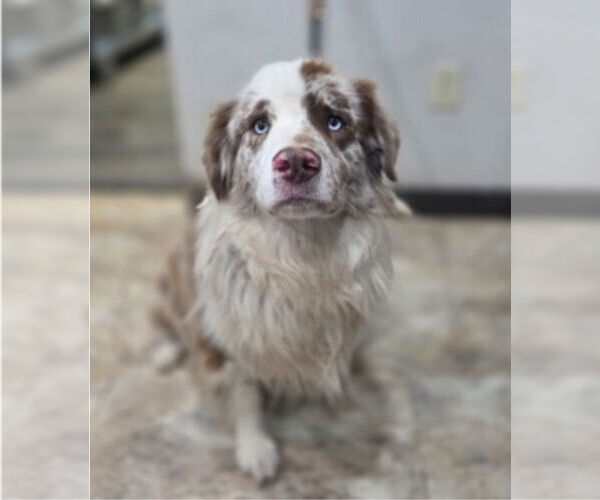 Medium Photo #2 Australian Shepherd-Unknown Mix Puppy For Sale in Lakewood, CO, USA