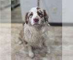 Small #1 Australian Shepherd Mix
