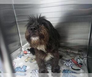 Mutt Dogs for adoption in Fort Lauderdale, FL, USA