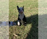 Small #4 Boston Terrier
