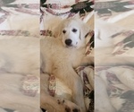 Small #4 Golden Pyrenees-Great Pyrenees Mix