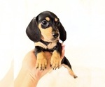 Small #8 Dachshund