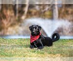 Small Photo #6 Labrador Retriever-Retriever  Mix Puppy For Sale in Unionville, PA, USA