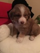 Small Photo #7 Australian Shepherd Puppy For Sale in GILMER, TX, USA