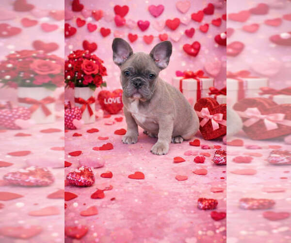 Medium Photo #1 French Bulldog Puppy For Sale in CLEVELAND, OH, USA
