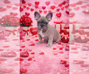 Medium French Bulldog