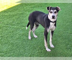 German Shepherd Dog-Unknown Mix Dogs for adoption in Grand Prairie, TX, USA