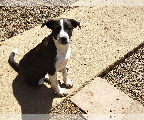 Medium Photo #4  Puppy For Sale in , 