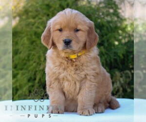Golden Retriever Puppy for sale in LITITZ, PA, USA