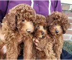 Small #1 Goldendoodle (Miniature)