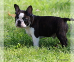 Small Photo #13 Boston Terrier Puppy For Sale in WINNSBORO, TX, USA