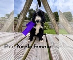 Image preview for Ad Listing. Nickname: Purple female