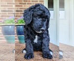 Small #3 Aussiedoodle