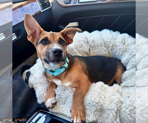 Toby - Male Mutt Dog for Adoption - Photo #7
