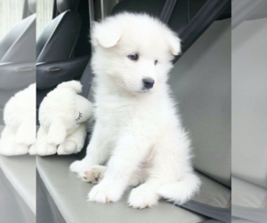 Samoyed Puppy for sale in HUNTINGTON PARK, CA, USA