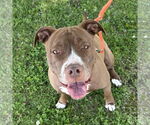 Small American Pit Bull Terrier-American Staffordshire Terrier Mix