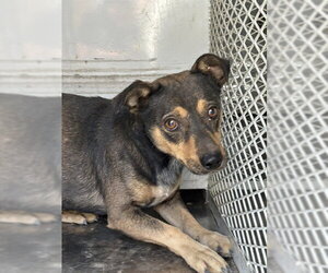 Chihuahua Dogs for adoption in Bakersfield, CA, USA