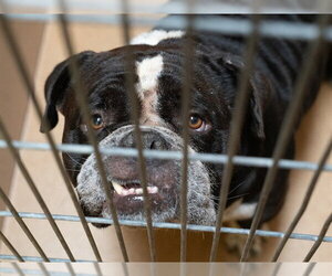Bulldog-Unknown Mix Dogs for adoption in Martinez, CA, USA