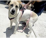 Small Mastiff Mix