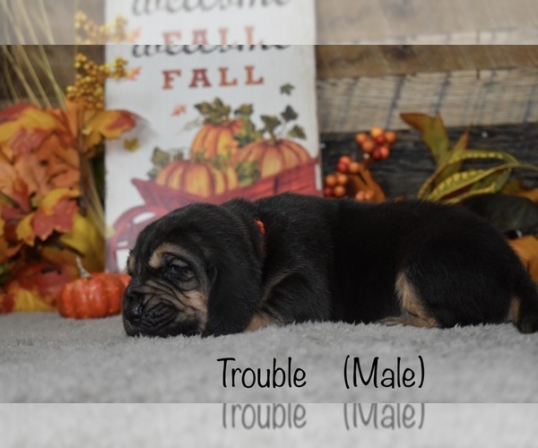 Medium Photo #2 Bloodhound Puppy For Sale in MOUNT AIRY, MD, USA