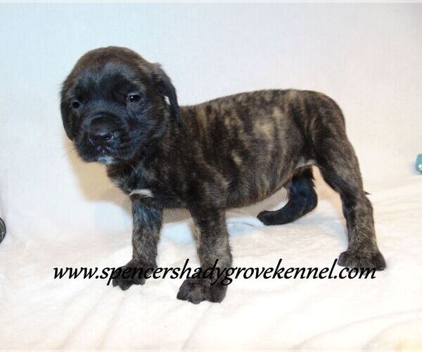 Medium Photo #6 Mastiff Puppy For Sale in CABOOL, MO, USA