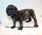 Small #5 Mastiff