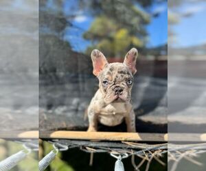 French Bulldog Puppy for sale in SACRAMENTO, CA, USA