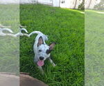 Small #3 Australian Cattle Dog