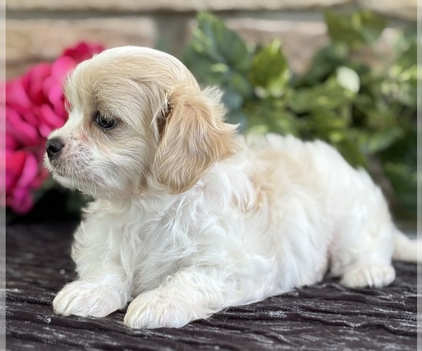 Medium Photo #5 Cav-A-Malt Puppy For Sale in ROCK STREAM, NY, USA