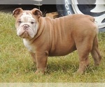 Small Photo #1 English Bulldog Puppy For Sale in FORT WORTH, TX, USA