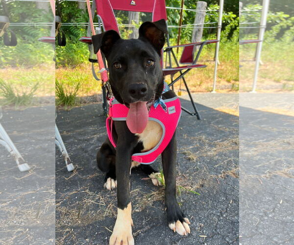 Medium Photo #1 American Pit Bull Terrier-Labrador Retriever Mix Puppy For Sale in Roaring River, NC, USA