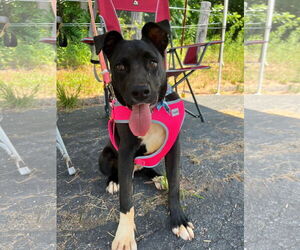 American Pit Bull Terrier-Labrador Retriever Mix Dogs for adoption in Roaring River, NC, USA