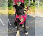 Small American Pit Bull Terrier-Labrador Retriever Mix