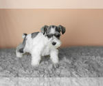 Small Photo #23 Schnauzer (Miniature) Puppy For Sale in MILLERSBURG, IN, USA