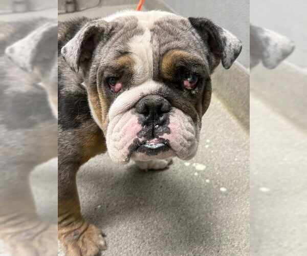 Medium Photo #1 American Bulldog-Unknown Mix Puppy For Sale in Las Vegas, NV, USA