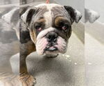 Small American Bulldog Mix