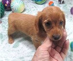 Small #4 Chiweenie