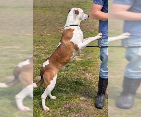 Medium Photo #8 Mutt Puppy For Sale in Rockaway, NJ, USA