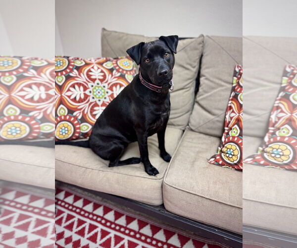 Medium Photo #2 Mutt Puppy For Sale in Williamsburg, IA, USA