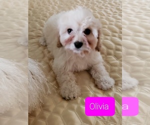 Cavachon-Cavalier King Charles Spaniel Mix Puppy for sale in WASHINGTN TWP, MI, USA
