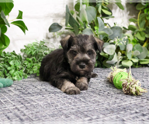 Schnauzer (Miniature) Puppy for sale in SYRACUSE, IN, USA