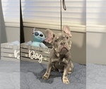 Puppy 1 French Bulldog