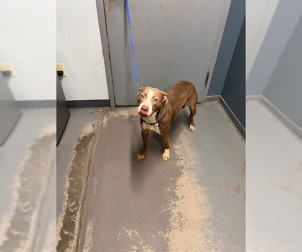 Medium Photo #1 American Pit Bull Terrier-Unknown Mix Puppy For Sale in Tallahassee, FL, USA