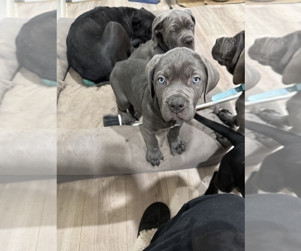 Medium Photo #19 Cane Corso Puppy For Sale in COLONIAL HEIGHTS, VA, USA