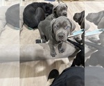 Small Photo #19 Cane Corso Puppy For Sale in COLONIAL HEIGHTS, VA, USA